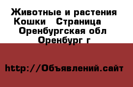 Животные и растения Кошки - Страница 5 . Оренбургская обл.,Оренбург г.
